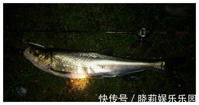 万峰湖：有人将钓起来的翘嘴鱼放在水里，转眼被吃得只剩个鱼头