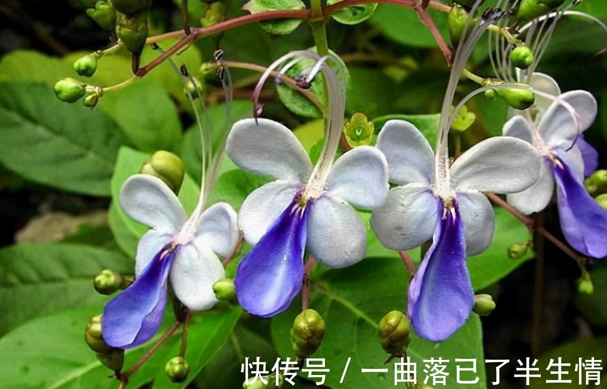 6种小众花,开花特别美,但很少有人养