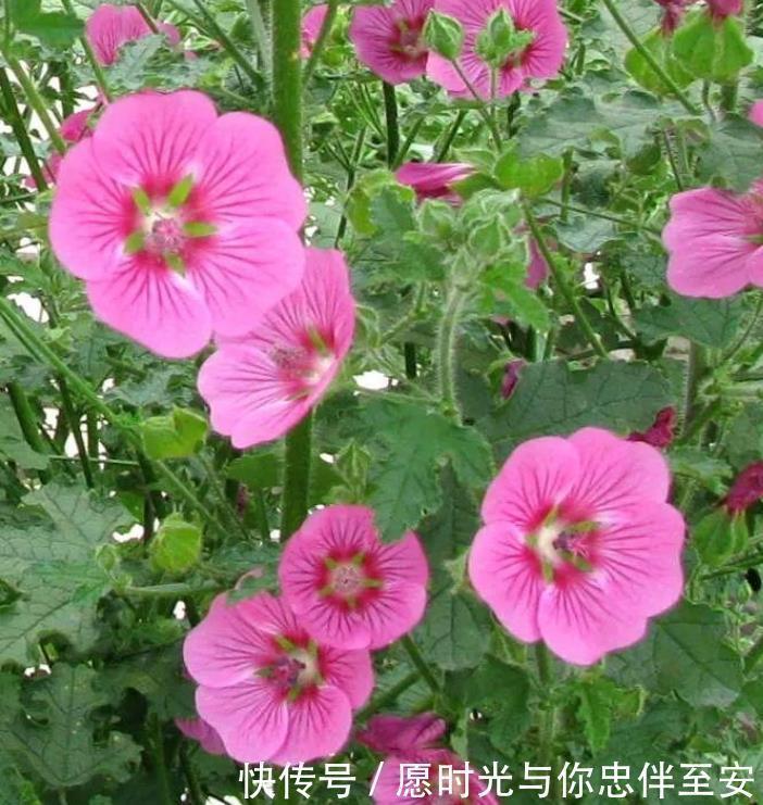 4种花养家里，冬天非但冻不死，还花开不断，满屋子都飘香