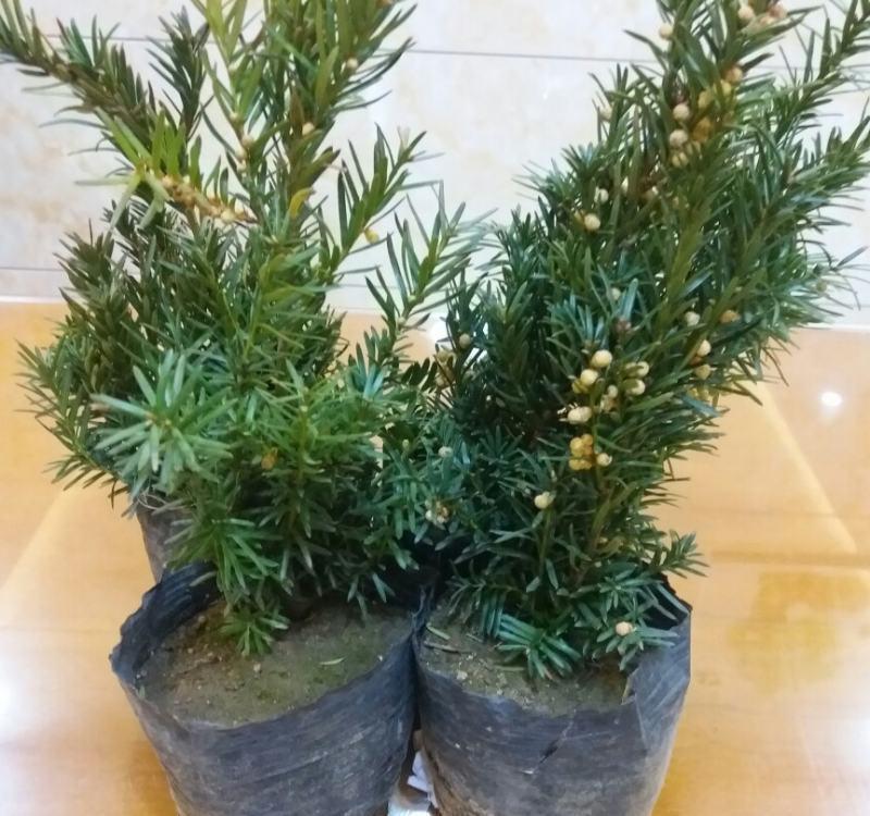 家庭盆栽红豆杉,多小心这5个细节,红果绿叶喜庆又别致