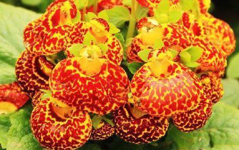 适合阳台养护的花卉,开出漂亮的花球,颜值超高的