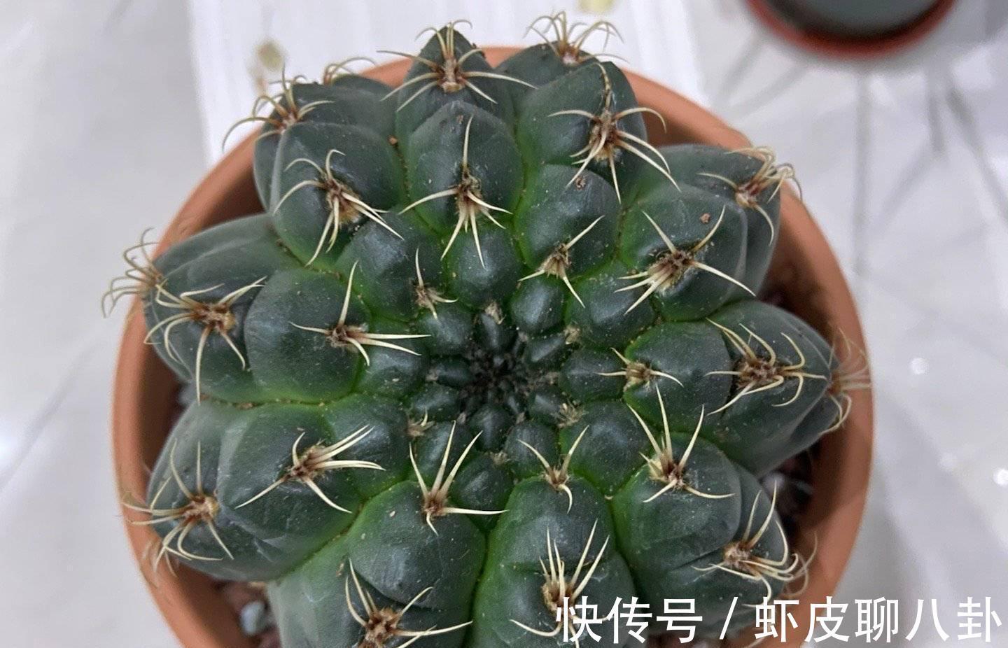 养仙人球就养一棵“绯花玉”，花瓣大、很美很好养、不止开一茬