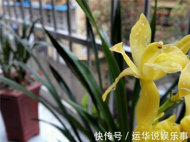 10种花爱喝醋,浇水加点酸,叶子油亮爱开花!