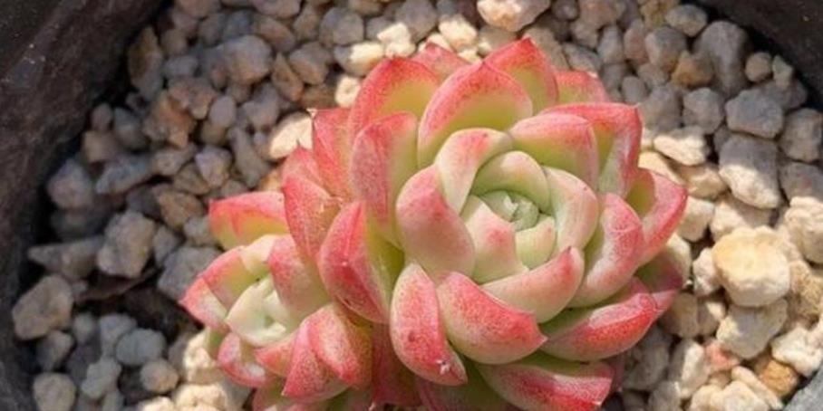 养了2年的多肉不见长?老花匠教你一招,掌握了轻松养出肉墩子