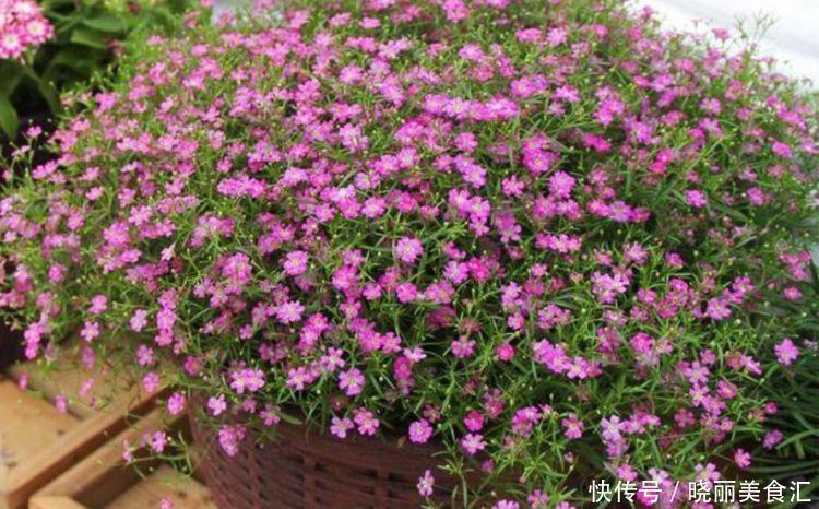 植株|4种花养了就爆盆,好养易活开花漂亮,越养越喜欢