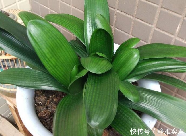 8种花,秋天翻盆顺便分株,一盆变多盆,明年光买盆就足够了