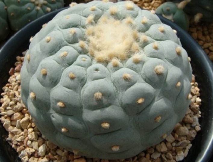 三种多肉植物不要养了,毒性很强大,特别家里有小孩