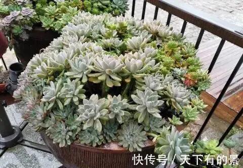 家里的多肉还好嘛,长假过后,多肉植物这么做,迅速恢复最美状态
