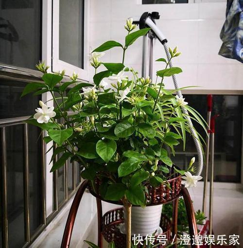 小花|茉莉花不用花钱买，家里有一盆变出好多盆，全靠这一招