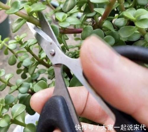 观赏价值|张大爷不喜欢绿萝,家里就养“它”,摆客厅显得“高档”,值钱