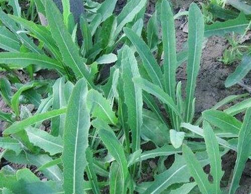 农村的这一种“救命草”,以前被人嫌弃,殊不知竟竟是养生良药