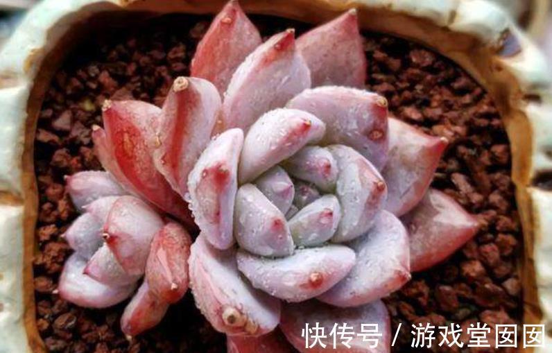 新手养多肉粉蓝鸟，牢记3个要点，不摊大饼穿裙子，叶片紧凑红润