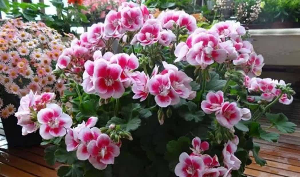 马齿苋花|几种开花漂亮又好养的便宜花,阳台养护很合适,超美的