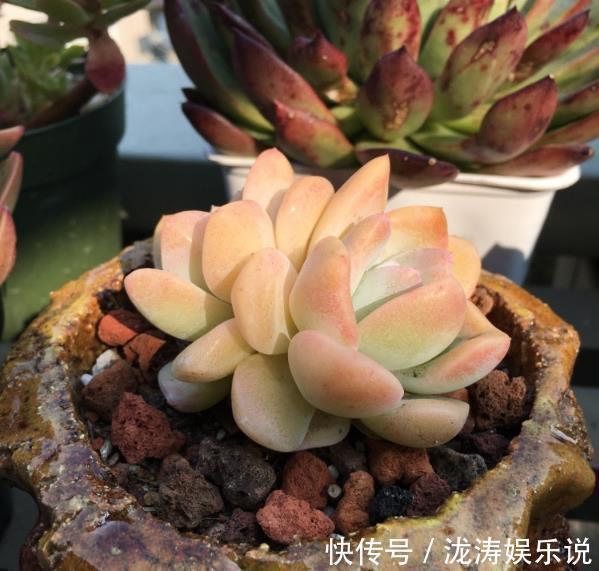 养护|在家养多肉，学好这些技巧，花盆都长满！