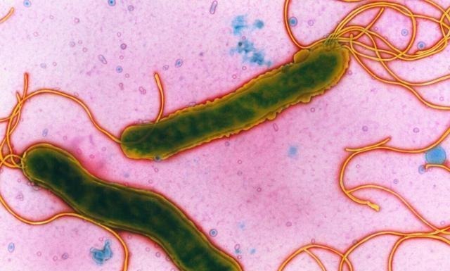 蘑菇|让幽门螺杆菌“不打自招”,只需饭前吃一物,胃免受伤害