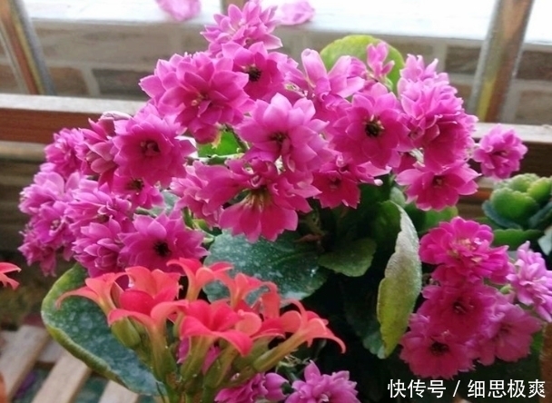 松针叶|想长寿花多冒苞,土里埋下这“两”料,顺利春化,绽放层叠群花