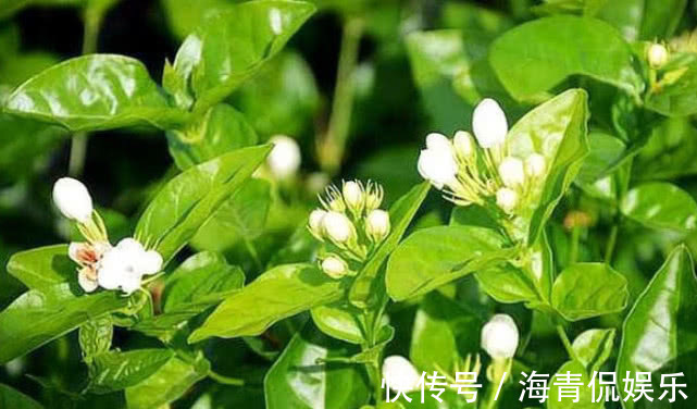 长势|越剪越旺的“3种花”,开花多到爆盆,不见叶子只见花,美!