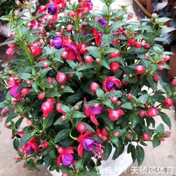 家庭养花,这5种必选,花期长开花量大,尤其是龙吐珠太美了