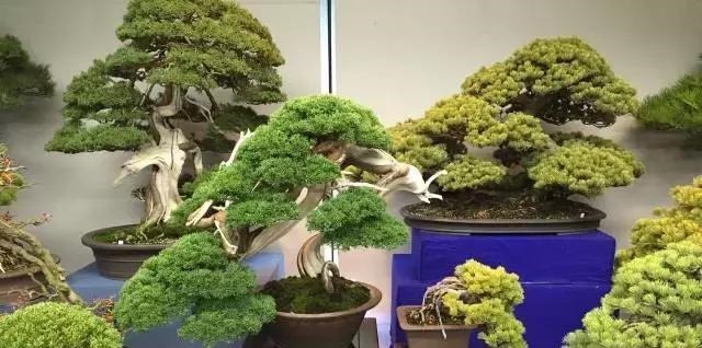 这3种盆景可以养成传家宝，再穷也要养，越老越值钱！