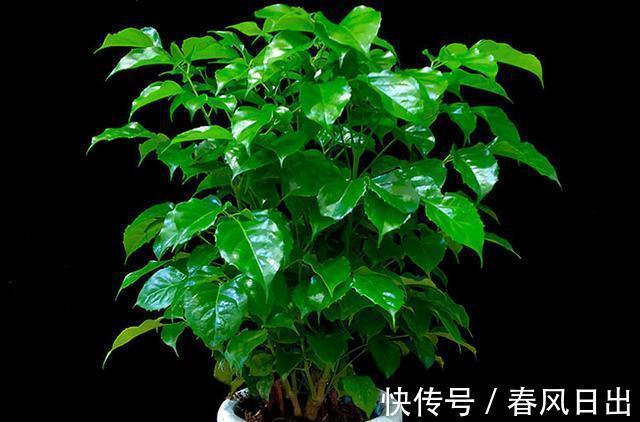 养花在乎寓意，在意颜值和打理难度，就盆栽这5种，全符合条件