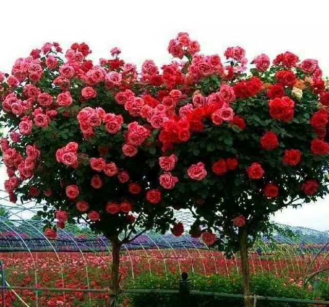 利于它|绿萝赶紧丢了吧此花一年花开180天,院子阳台再小都要栽2棵