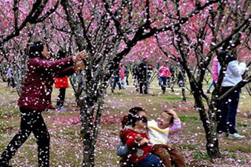 老年|湖南一群大妈强行摇拽景区桃树，只为拍照营造出“桃花雨”的画面