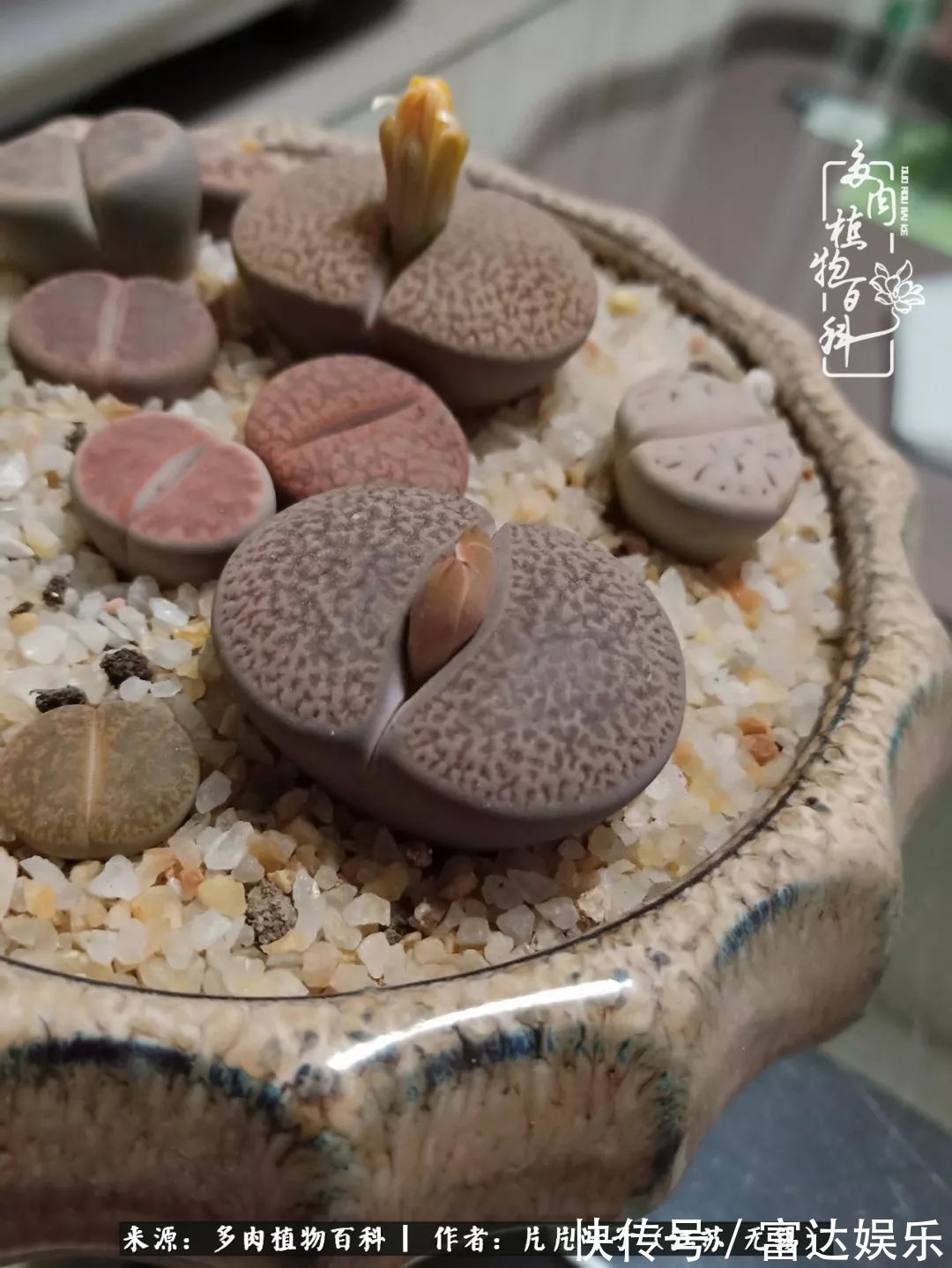 养肉路上,累并快乐着!时光不语,静待花开!