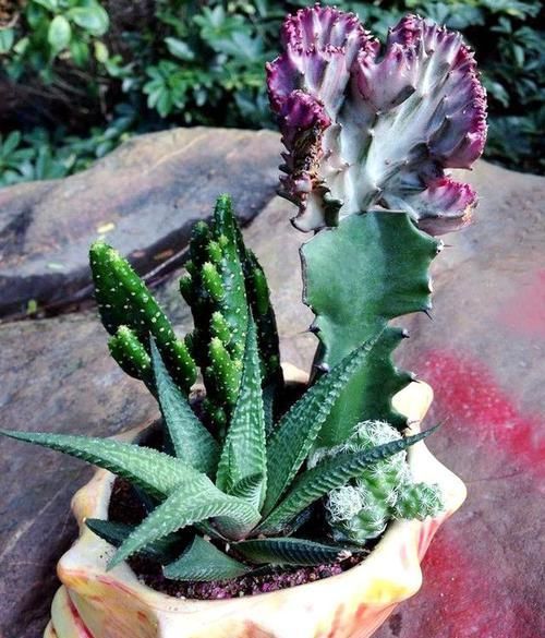 芦荟好养活?不注意此3点,叶子发黄干瘪,更别提爆盆了!