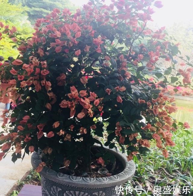 满枝|养盆栽三角梅,这“1点”不能少,才能花满枝,连续不断的开花