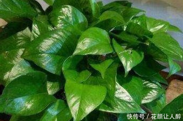俗语|俗语“一颗绿萝七个鬼”,家中不能放绿萝有啥特别的讲究