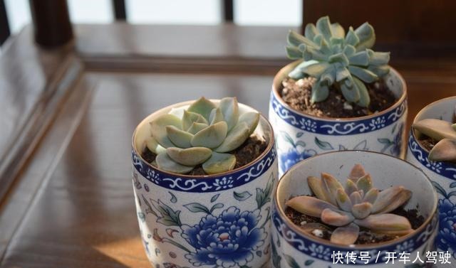 冬天的多肉有5怕,避开了,各个养成“彩虹糖”!