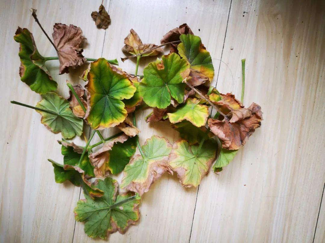 干枯|10种花特怕晒，越晒越黄叶，搬阴凉地儿才能活！