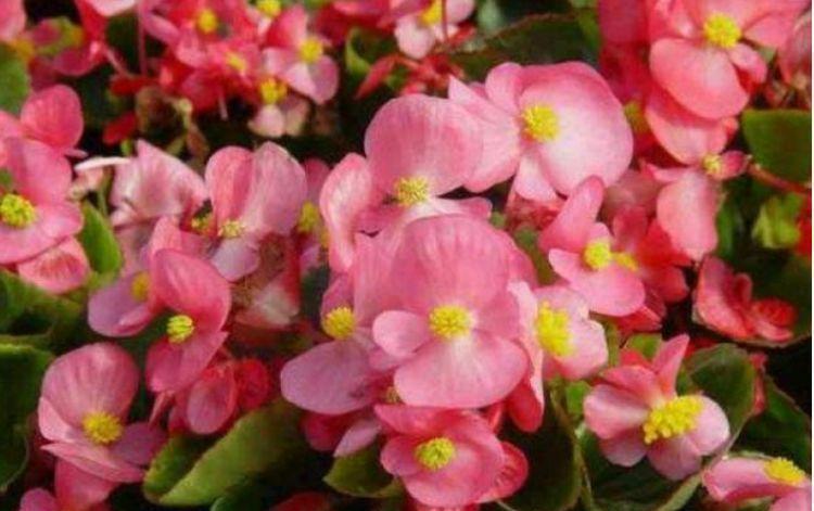 此花超漂亮,沾土就活,开花又大又艳,养庭院,十里飘香