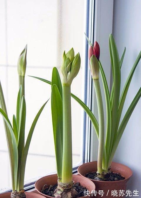 一个大疙瘩,开花“比脸大”,养朱顶红的5个窍门,年年开大花