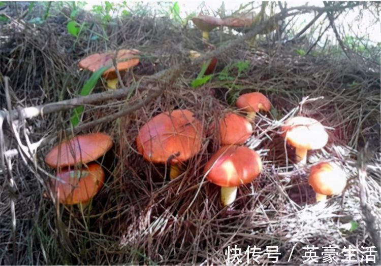 松蘑|聪明女性都在吃3种食物,滋养皮肤,缓解疲劳,身体棒棒哒!