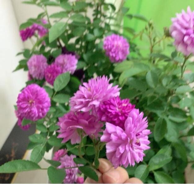 李小姐养1盆“开花机器”，一年开花300多天，好养又漂亮，还特香