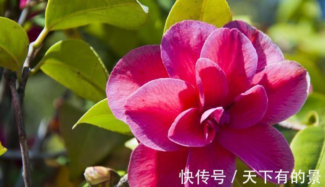 圆锥|秋天遇到8种花,该出手时就出手,犹豫不决容易坏事