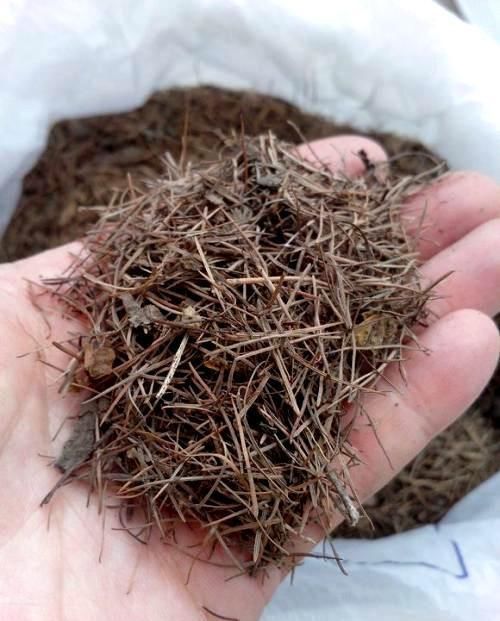 鸡蛋壳|养花易烂根,4种东西随便一种撒一把,10盆9盆不烂根!