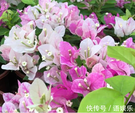 天竺葵|家里就养这“3种花”,好看好养又便宜,开起花来拦都拦不住,美