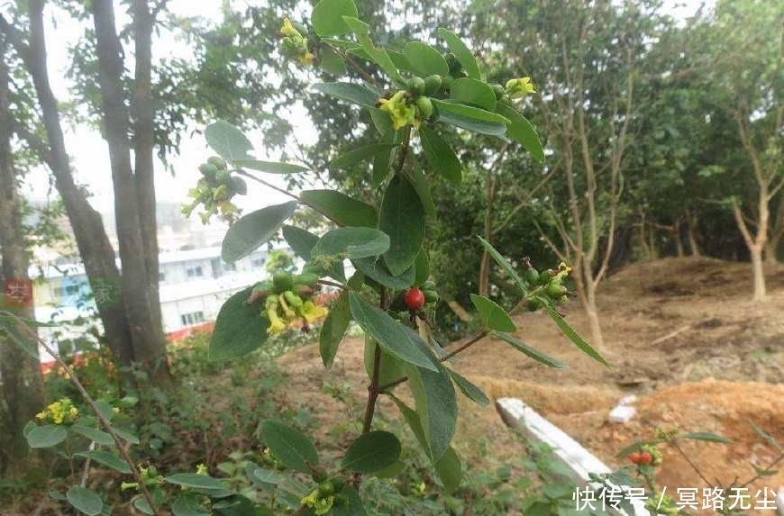 野草|這野草很像人參,農(nóng)民當(dāng)雜草除掉,殊不知是皇帝常用的“鬼辣椒”