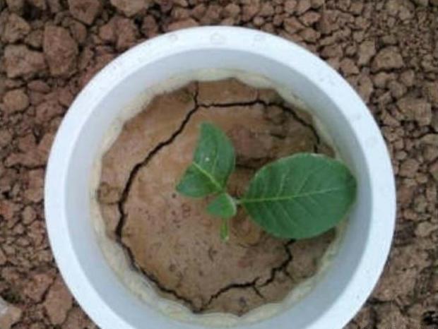 土壤|往盆里埋点“它”,啥花都能长好,土壤板结问题分分钟解决,实用