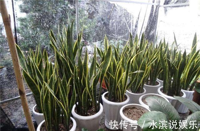 毛根|无根“虎皮兰”,上盆简单,2样东西一掺,毛根嗖嗖长,叶子高大