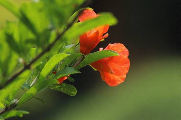 张骞|五月榴花照眼明