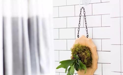 角落|17种适合生长在弱光处的室内植物,可以摆放在家里的任何角落