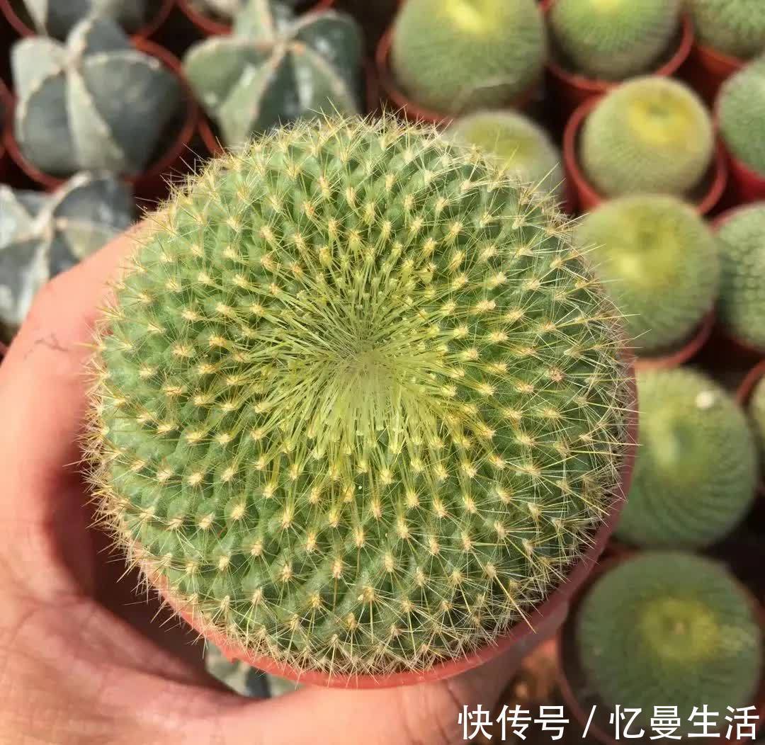 土壤|这几种多肉很漂亮,认识的人却不多,你认识几种呢?