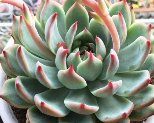 林赛|多肉林赛怎么养更紧凑教你3个小妙招,养出叶片红润饱满的林赛