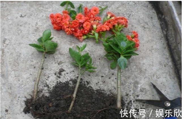 植株|怎么样才能让长寿花开花多,植株又矮小,方法很简单,了解一下