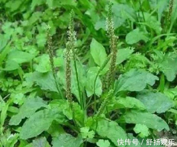 車前草能抗癌別再被忽悠了,真實(shí)功效有3個,卻少有人知