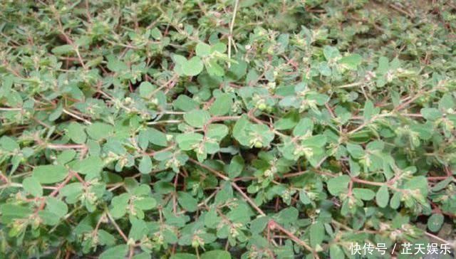 农村有1“血见愁”,最爱住墙角,遇上可别小瞧,是珍贵中草药