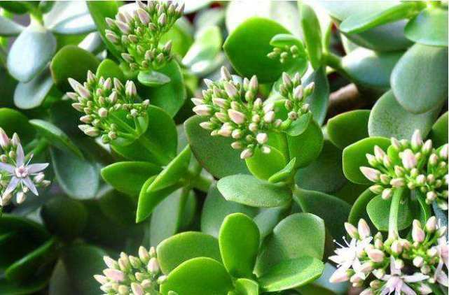 不怕热的“盆景树”，养2年变成粗壮老桩，好养好看又值钱！